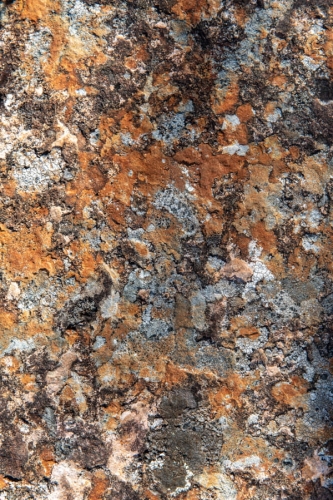 Tło do fotografii kulinarnej i produktowej kora drzewa F21.jpg