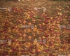 tlo-fotograficzne-podloga-liscie-CL1483.webp