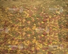 tlo-liscie-249x200.webp