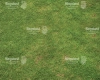 trawa.webp
