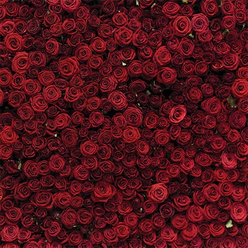 PARTY09 Tło fotograficzne czerwone róże wesele.jpg