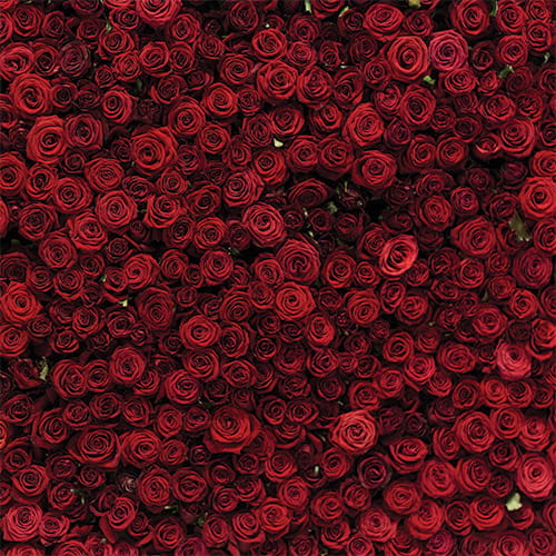 PARTY09 Tło fotograficzne czerwone róże wesele.jpg