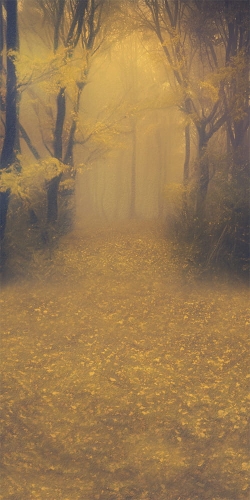 tło fotograficzne jesienne jesień las  CL 817.jpg