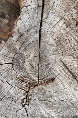 Tło do fotografii kulinarnej i produktowej  drewno F14.jpg