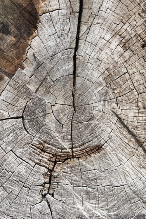 Tło do fotografii kulinarnej i produktowej  drewno F14.jpg