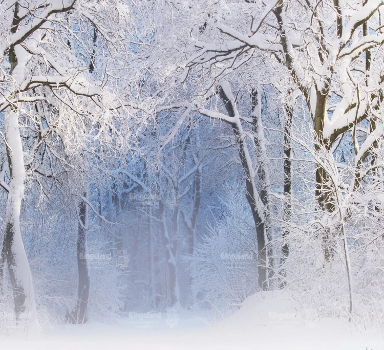 Z338 220x200 sciana.jpg