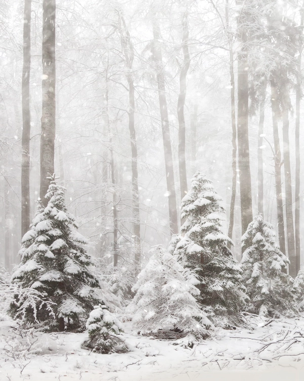 Z269 200x250 sciana.jpg