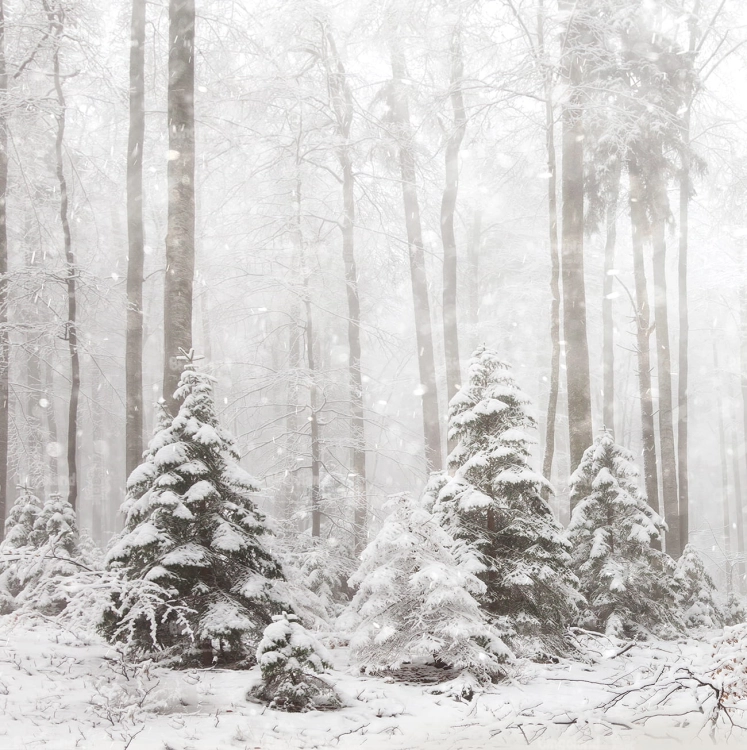 Z269 250x250 sciana.jpg