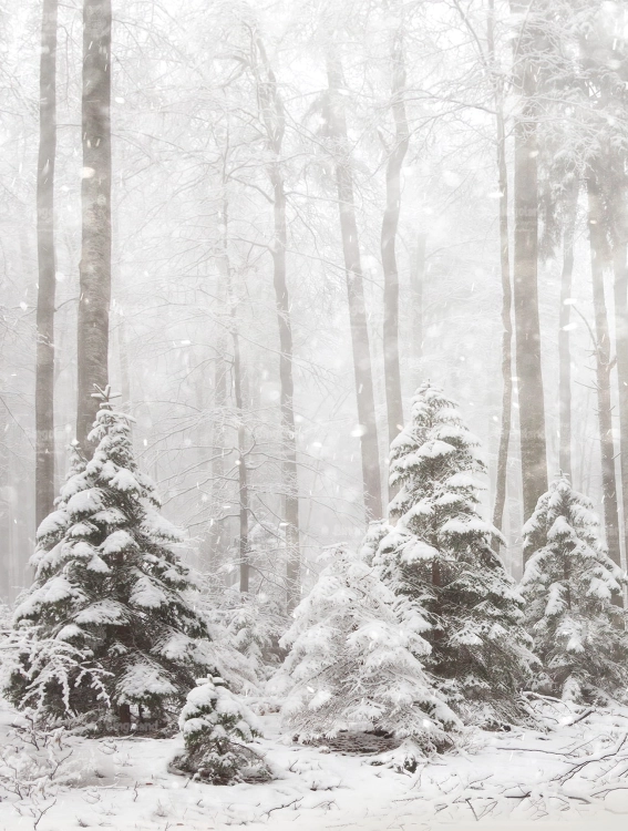 Z269 160x210 sciana.jpg